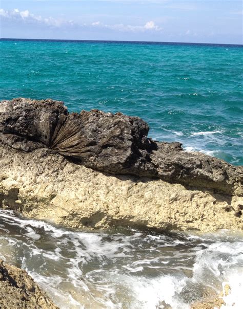 Day 8: Lisa Park Boush | reubahamas