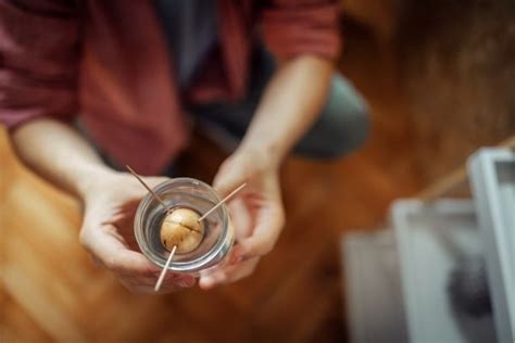 Can you grow avocado indoors? Here are 6 easy steps to get your avo ...