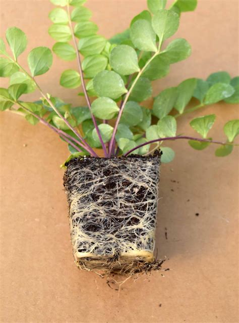 Jacob's Ladder (Polemonium reptans) 3-pack of pots — Blazing Star Gardens