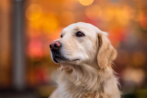 Golden Retriever 4k Wallpaper For Pc - Infoupdate.org