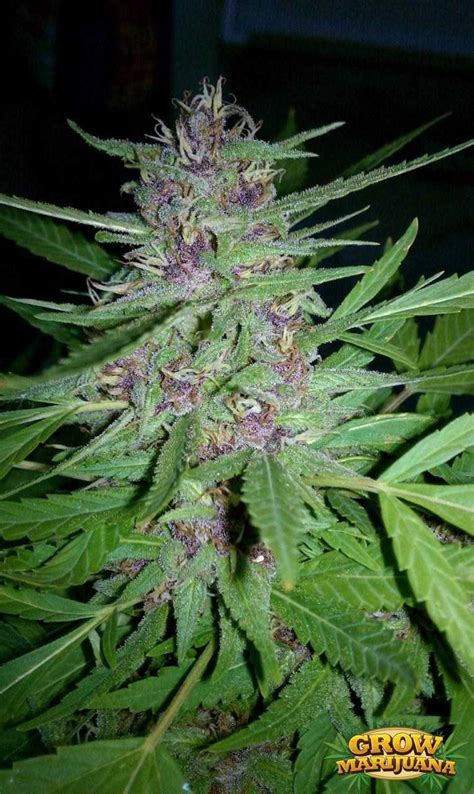 Purple Haze Seeds - Strain Review | Grow-Marijuana.com