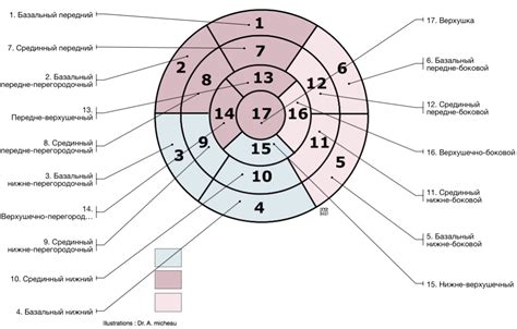 Стандартная сегментация миокарда — 24Radiology.ru