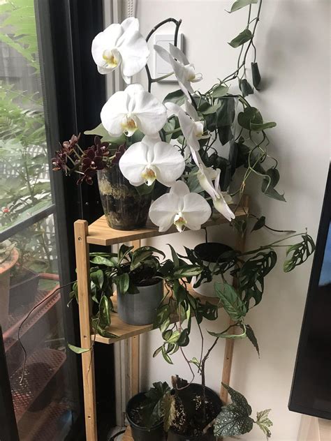 First time not killing orchids, somehow they’re flourishing! : r