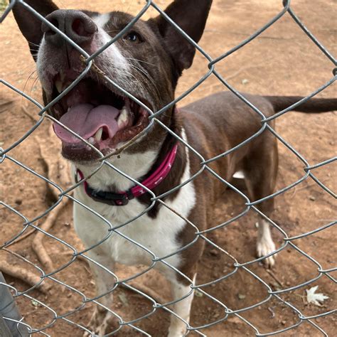 Milo- located in Asheville, NC - Adoptable Pet | Petfinder