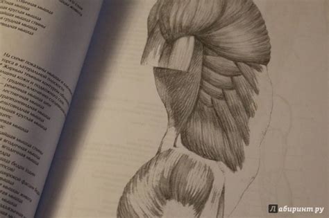Книга: Рисование фигуры человека. Полное руководство - Джованни Чиварди ...