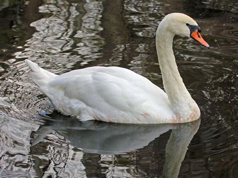 Birds of The World: Swans (Anatidae)
