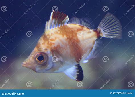 Boarfish Capros aper stock image. Image of mediterranean - 131785505