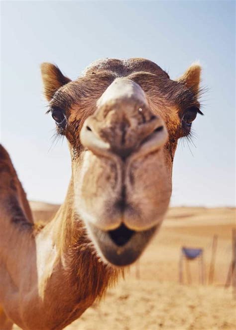 Camels Have 3 Eyelids: Here's Why (Facts and Functions) | Storyteller ...