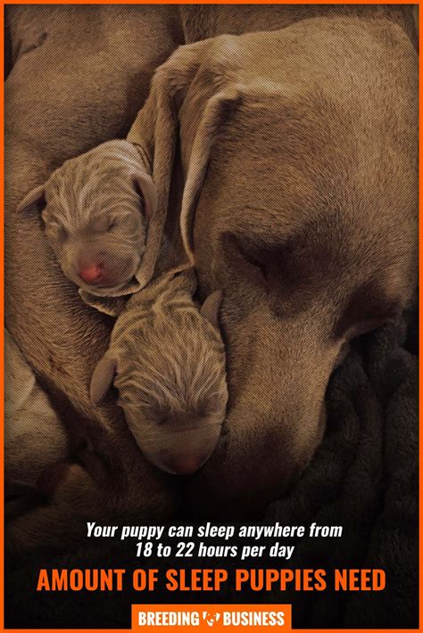How Much Do Puppies Sleep – Age, Schedule, Health Benefits