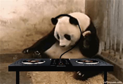 Stupid Animal Gif