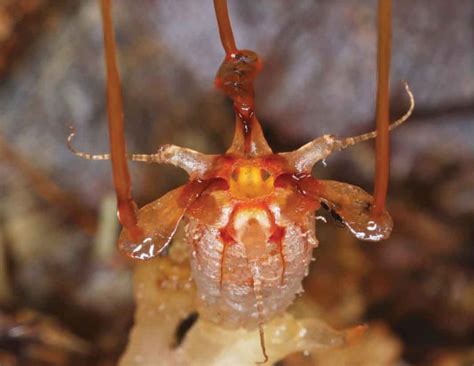 Bizarre, Parasitic 'Fairy Lantern' Reappears in the Rainforest After ...