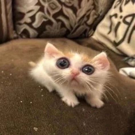 cat memes birthday funny | Funny looking cats, Cat memes, Cute animal memes