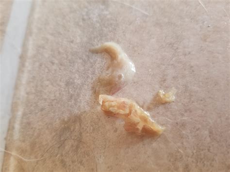 How To Clean Cat Snot at Edith Drum blog