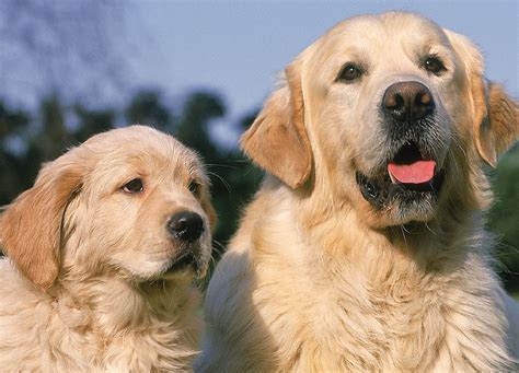 canine archives continentalplastic