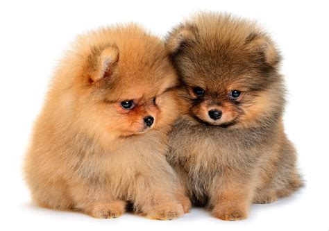 cute fluffy dogs