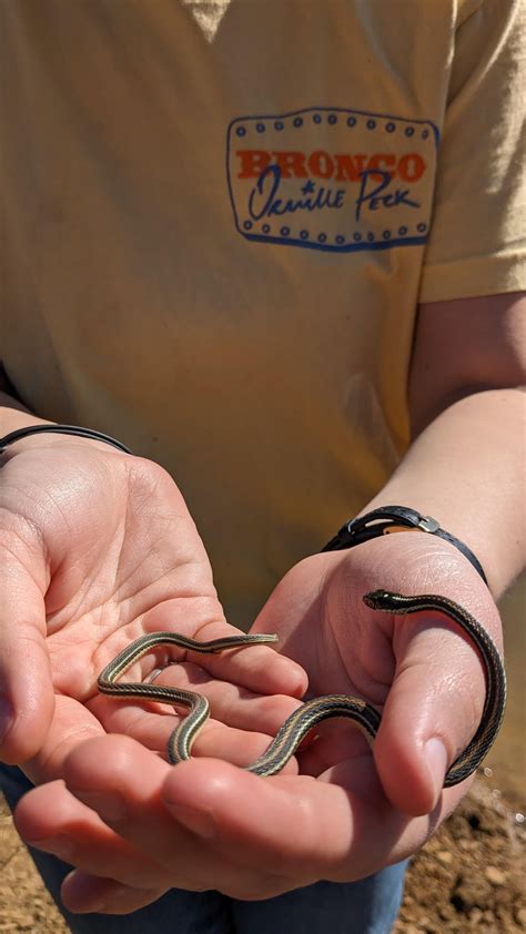 Western Ribbon Snake : r/herpetology