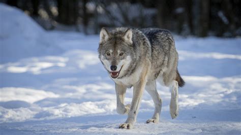 varg med skabb avlivades  koskis aboland svenskaylefi