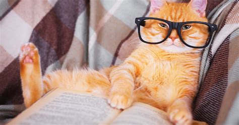 These 6 Best Cat Behavior Books Will Help You Better Understand Your Feline