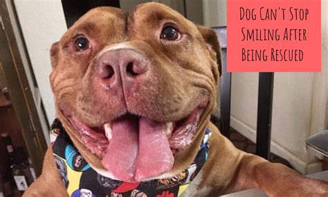 dog smiling pawsocute