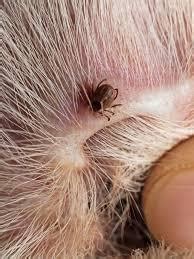 Anaplasmosis in Dogs: Cause, Symptoms and Treatment