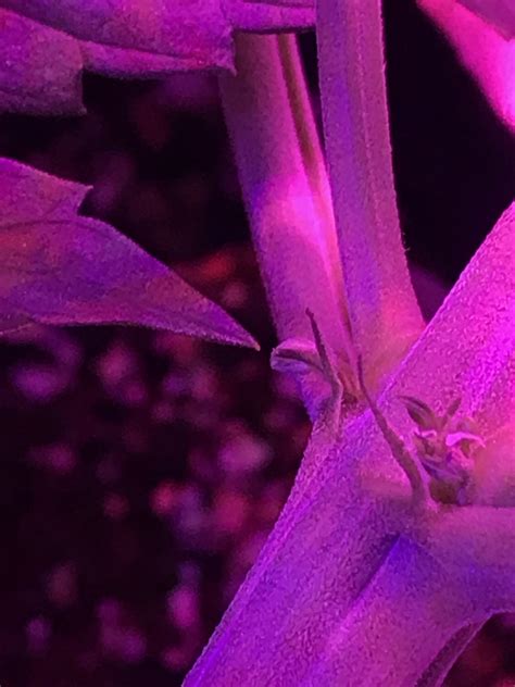 171 best Hermaphrodite images on Pholder | Microgrowery