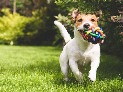 importance  training  dog petfelix blog