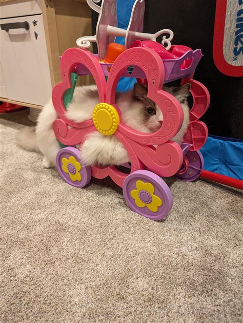 Ragdoll Kitty Galore!