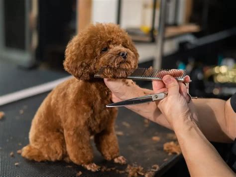 dog grooming styles