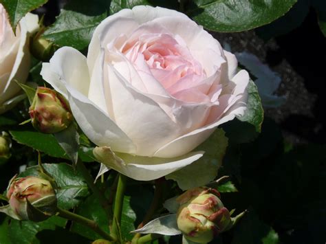 White Eden Rose, Kletterrose | Rosarium Lottum