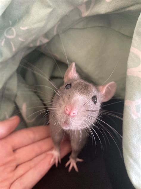 Chip demanding more treats! | Scrolller