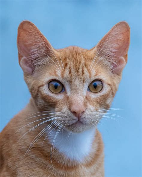 Portrait of an Orange Kitten · Free Stock Photo