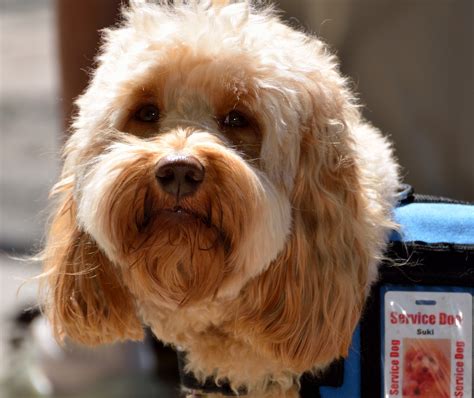 How To Train Your Dog To Become A Service Dog