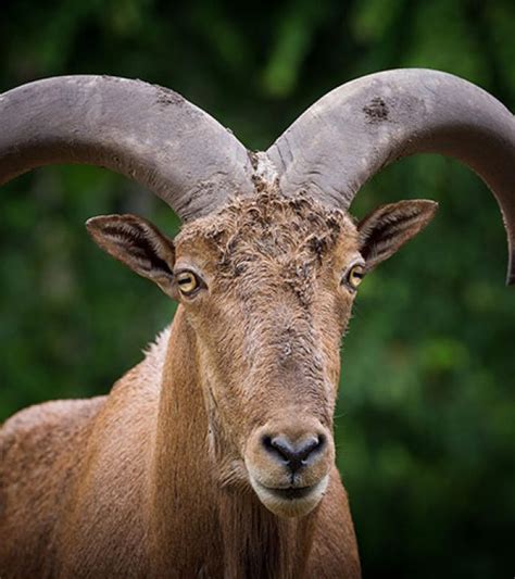 Aoudad Hunting - The Killebrew Ranch