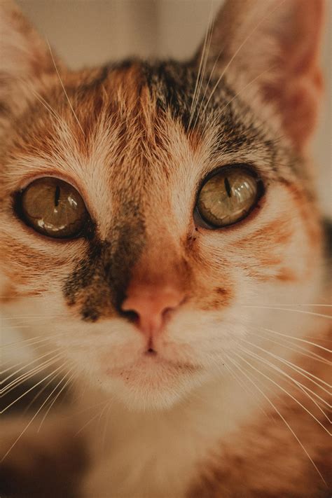 photo   cat face  stock photo