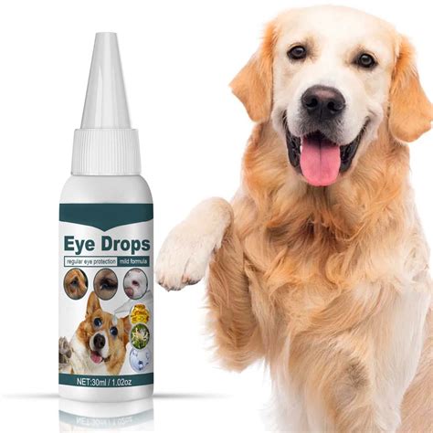 Dog Eye Infection