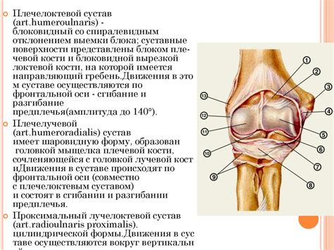 Локтевой сустав - презентация онлайн