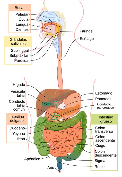Imagem De Sistema Digestivo - 9