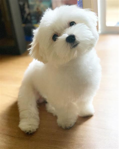 Maltese dogs – Artofit