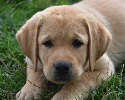 LABRADORS - Domaine du Grand Étricher
