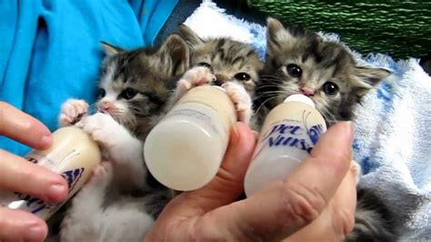how long do kittens need to be bottle fed