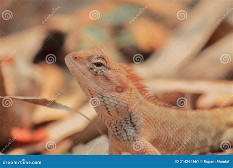 male oriental garden lizard  indian garden lizard calotes versicolor
