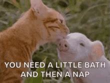 Babe The Pig GIFs | Tenor