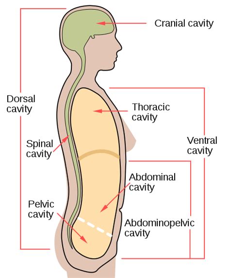 7.6 Human Body Cavities – Human Biology