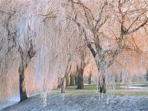 Willow Tree Wallpaper - WallpaperSafari