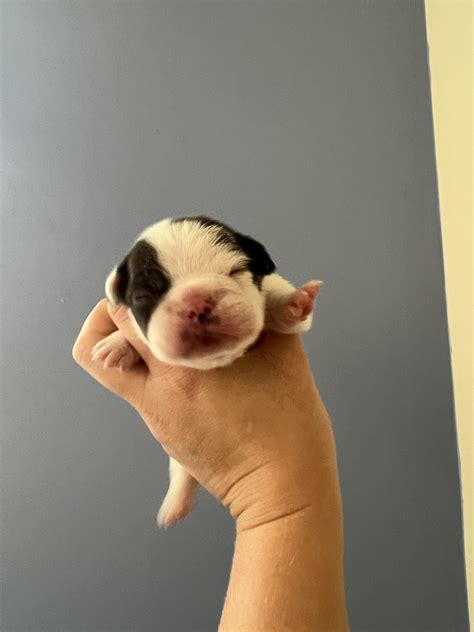 French Bulldog - Dianella - PetsForHomes