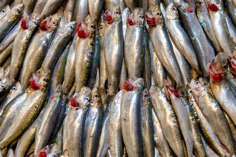 European pilchard stock image. Image of diet, food, aquaculture - 50820707