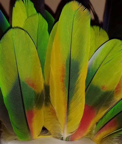 Parrot Tail Feathers