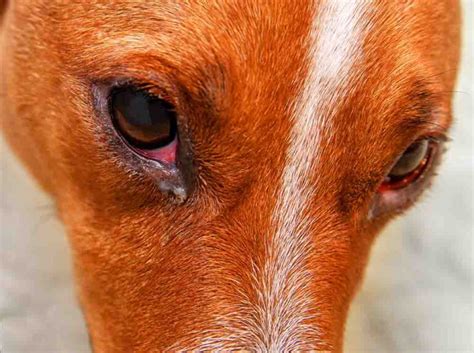 14 Pictures of Dog Eye Infections [With Vet Advice]