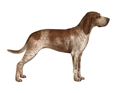 American English Coonhound Facts - Wisdom Panel™ Dog Breeds