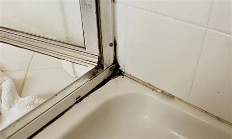 Shower Mold Removal : How to Clean Mold in Shower